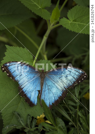 Blue Morpho butterfly resting in greenery Blue Morpho butterfly resting in greenery 141826744