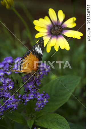 Leopard Lacewing butterfly among vibrant flowers 141826745