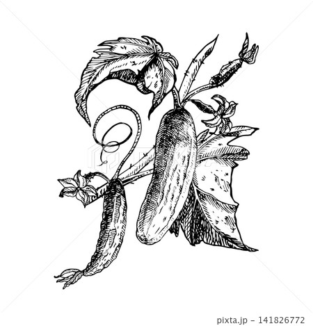 Cucumber vine with two fruits, leaves, tendrils and flowers hand drawn vector ink sketch. Engraving line art graphic element for vegetable food labels, menu, cookbook, pickling produce packaging Cucumber vine with two fruits, leaves, tendrils and flowers hand drawn vector ink sketch. Engraving line art graphic element for vegetable food labels, menu, cookbook, pickling produce packaging 141826772