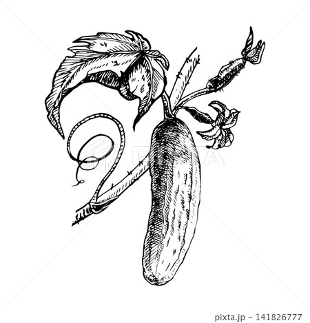 Cucumber vine with leaf, tendril, flower, and hanging fruit hand drawn vector. Ink engraving sketch line art graphic element for vegetable food labels, menus, cookbooks, produce packaging design print Cucumber vine with leaf, tendril, flower, and hanging fruit hand drawn vector. Ink engraving sketch line art graphic element for vegetable food labels, menus, cookbooks, produce packaging design print 141826777