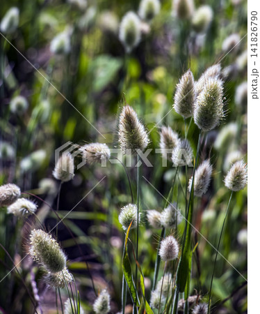 Bunny Tail Grass Seed Heads with Copy Space Bunny Tail Grass Seed Heads with Copy Space 141826790
