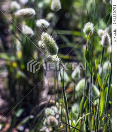 Single Fluffy Bunny Tail Grass Seed Head Single Fluffy Bunny Tail Grass Seed Head 141826791