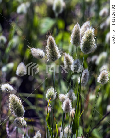 Dense Cluster of Fluffy Bunny Tail Grass Dense Cluster of Fluffy Bunny Tail Grass 141826792