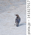 地面を歩く一羽のカラス｜野鳥の生態と都市の自然を表現した写真素材 141827017