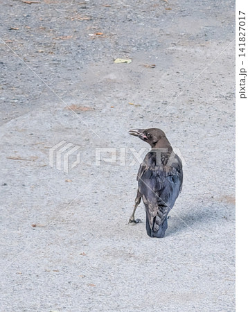 地面を歩く一羽のカラス|野鳥の生態と都市の自然を表現した写真素材 地面を歩く一羽のカラス|野鳥の生態と都市の自然を表現した写真素材 141827017