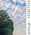 木々の緑と青空に広がる雲｜自然の美しさを感じる風景写真 141827019