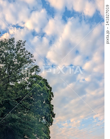 木々の緑と青空に広がる雲｜自然の美しさを感じる風景写真 141827019