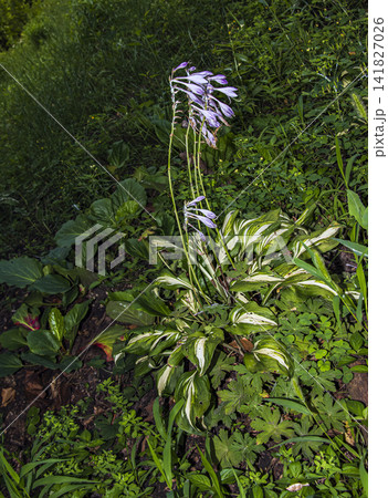 Mature Variegated Hosta Clump with Tall Flower Stalks Mature Variegated Hosta Clump with Tall Flower Stalks 141827026