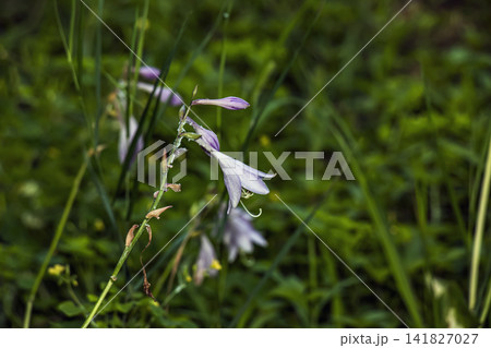 Single Purple Flower of Variegated Hosta Single Purple Flower of Variegated Hosta 141827027