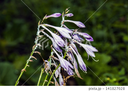 Damaged Variegated Hosta Flowers with Waxy Deposits Damaged Variegated Hosta Flowers with Waxy Deposits 141827028