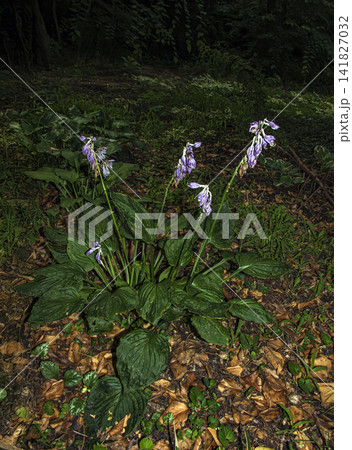 Mature Green Hosta Clump with Purple Flower Stalks Mature Green Hosta Clump with Purple Flower Stalks 141827032