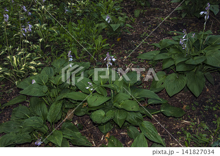 Mixed Hosta Planting in Shaded Botanical Garden Mixed Hosta Planting in Shaded Botanical Garden 141827034