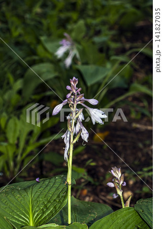 Green Hosta Leaves and Purple Flowering Stem Green Hosta Leaves and Purple Flowering Stem 141827035