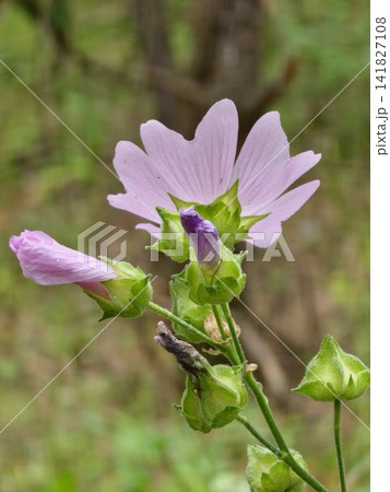 Thuringian Mallow Flower and Developing Buds 141827108
