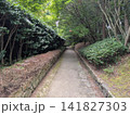 木漏れ日が心地よい和風庭園の静かな一本道と新緑の緑 木漏れ日が心地よい和風庭園の静かな一本道と新緑の緑 141827303