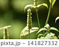カワミドリ 141827332
