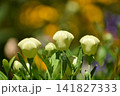 桔梗の蕾、夏色の中で 141827333