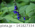 メドーセージ 141827334