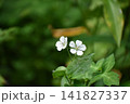 白いゲンノショウコの花 141827337