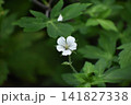 ゲンノショウコ　 141827338
