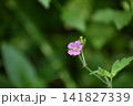 小さなピンクの花 141827339