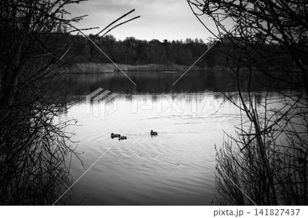 Ducks on a Calm Lake Framed by Bare Branches Ducks on a Calm Lake Framed by Bare Branches 141827437