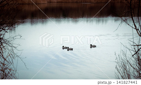 Ducks Swimming on a Calm Lake Framed by Branches Ducks Swimming on a Calm Lake Framed by Branches 141827441