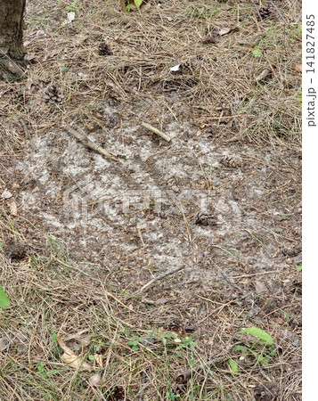 Probable Wild Animal Resting Place on Pine Forest Floor Probable Wild Animal Resting Place on Pine Forest Floor 141827485