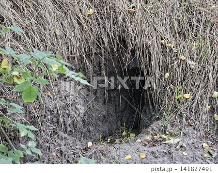 Dark Wild Mammal Burrow Entrance in an Earthen Forest Bank Dark Wild Mammal Burrow Entrance in an Earthen Forest Bank 141827491