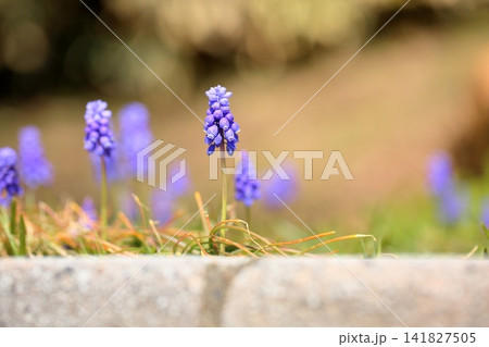 早春の花 ムスカリ 早春の花 ムスカリ 141827505