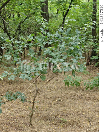 Young English Oak Tree With Green Lobed Leaves in Forest Young English Oak Tree With Green Lobed Leaves in Forest 141827510