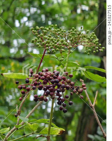 Black Elderberries at Different Stages of Summer Ripening Black Elderberries at Different Stages of Summer Ripening 141827515
