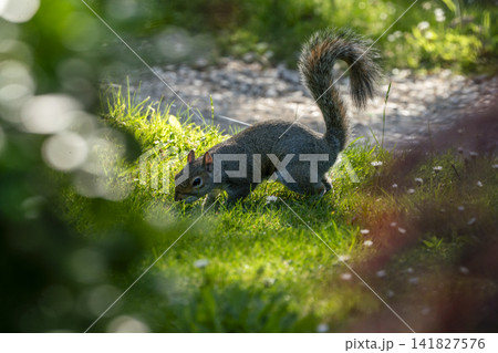 Japanese garden Kyoto garden at Holland park in London- amazing May - squirrelin sunbeams Japanese garden Kyoto garden at Holland park in London- amazing May - squirrelin sunbeams 141827576