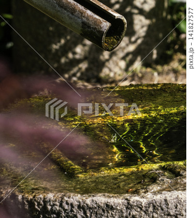 Japanese  garden - Kyoto garden at Holland park  in London- amazing May -water drop on bamboo Japanese spring 141827577