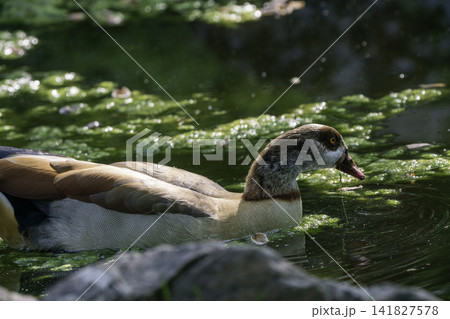 Japanese garden Kyoto garden at Holland park in London- amazing May -Egyptian duck Japanese garden Kyoto garden at Holland park in London- amazing May -Egyptian duck 141827578