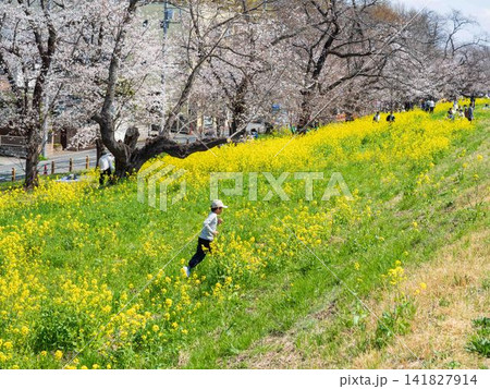 菜の花畑を散歩する人 菜の花畑を散歩する人 141827914