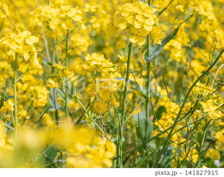 春の陽射しを浴びる菜の花 春の陽射しを浴びる菜の花 141827915
