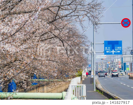 道路沿いに咲く満開の桜 141827917