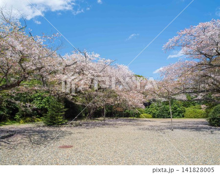 桜のある風景 桜のある風景 141828005