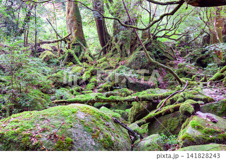 屋久島白谷雲水峡 神が宿る苔むす森(冬 屋久島白谷雲水峡 神が宿る苔むす森(冬 141828243