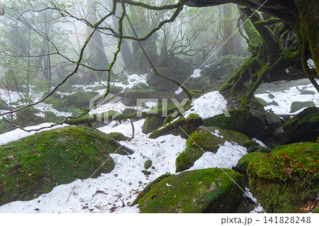 屋久島白谷雲水峡 神が宿る苔むす森(冬 屋久島白谷雲水峡 神が宿る苔むす森(冬 141828248