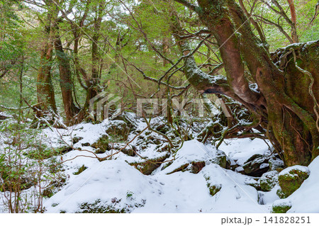屋久島白谷雲水峡　神が宿る苔むす森(冬 141828251