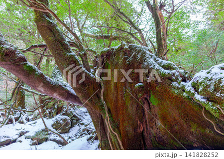 屋久島白谷雲水峡　神が宿る苔むす森(冬 141828252