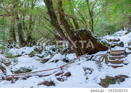 屋久島白谷雲水峡 神が宿る苔むす森(冬 屋久島白谷雲水峡 神が宿る苔むす森(冬 141828253