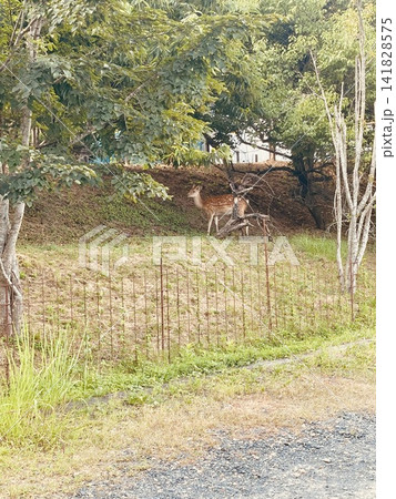 湿原に生息する鹿 141828575