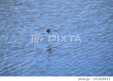 飛ぶ野鳥、水面に映る風景と風で生じるさざ波の背景素材 飛ぶ野鳥、水面に映る風景と風で生じるさざ波の背景素材 141828811