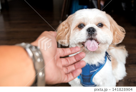 Human hand reaching out to pet a happy smiling shih tzu dog 141828904