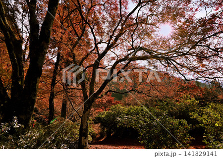 紅葉が美しい晩秋の風景 紅葉が美しい晩秋の風景 141829141