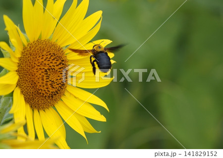 ひまわりの花とはなばち 141829152