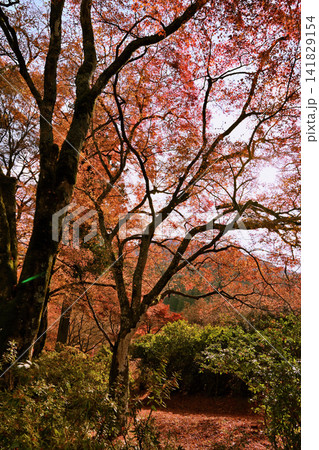 紅葉が美しい晩秋の風景 紅葉が美しい晩秋の風景 141829154